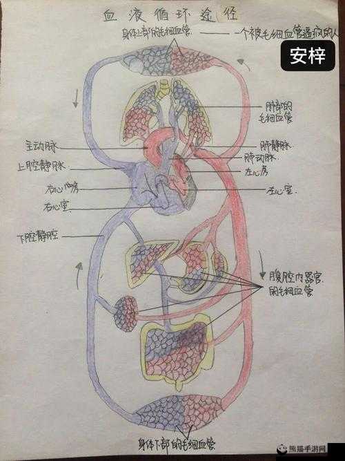 人体内的奇妙旅程：探索 69XXXXXx 白的奥秘